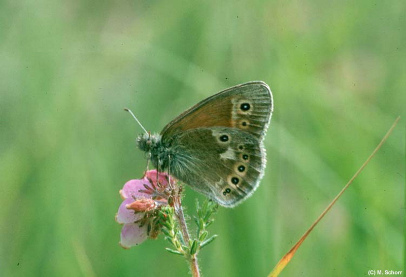 Großes Wiesenvögelchen